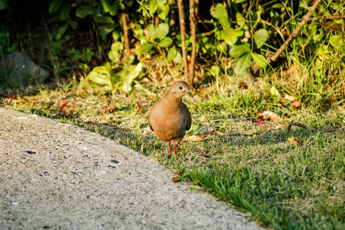 Zenaida Dove - ML646789395