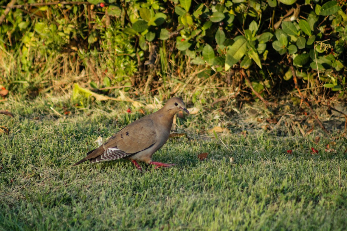 Zenaida Dove - ML646789396