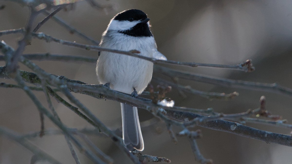 Black-capped Chickadee - ML646789397