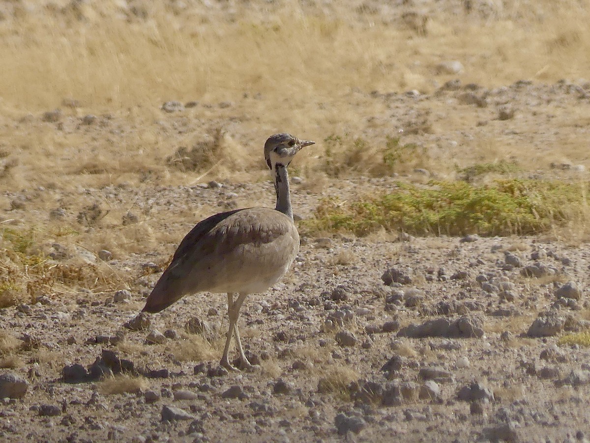 Rüppell's Bustard - ML646789398