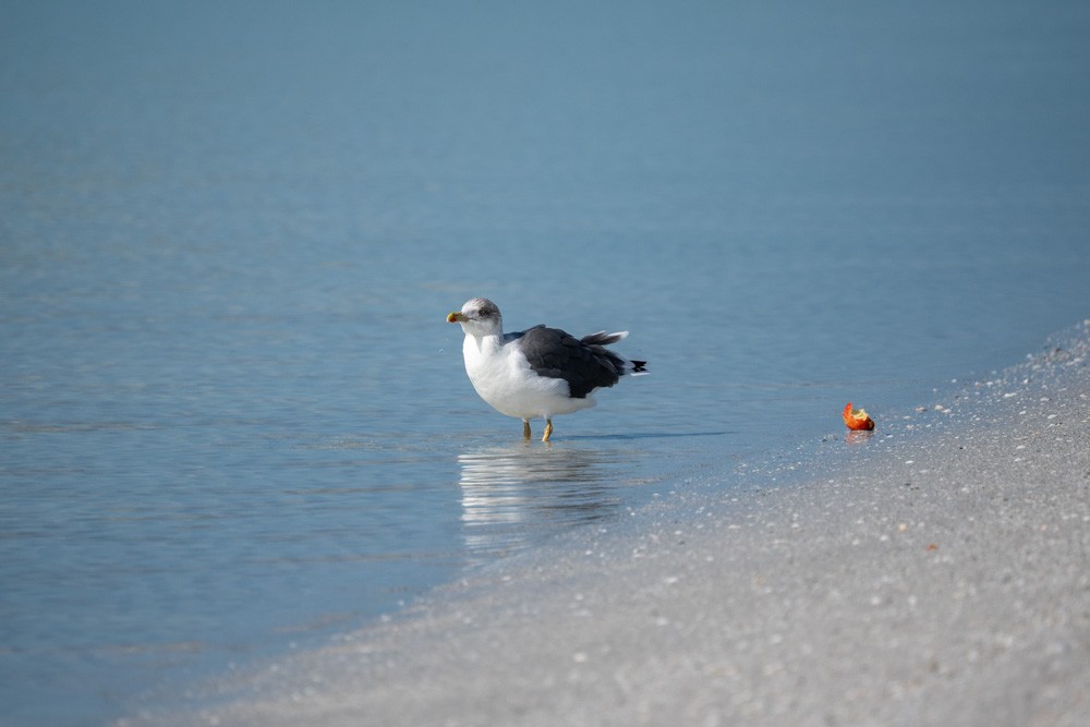 Zafferano - ML646789405