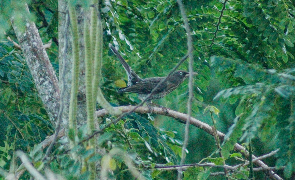 Pearly-eyed Thrasher - ML646789410
