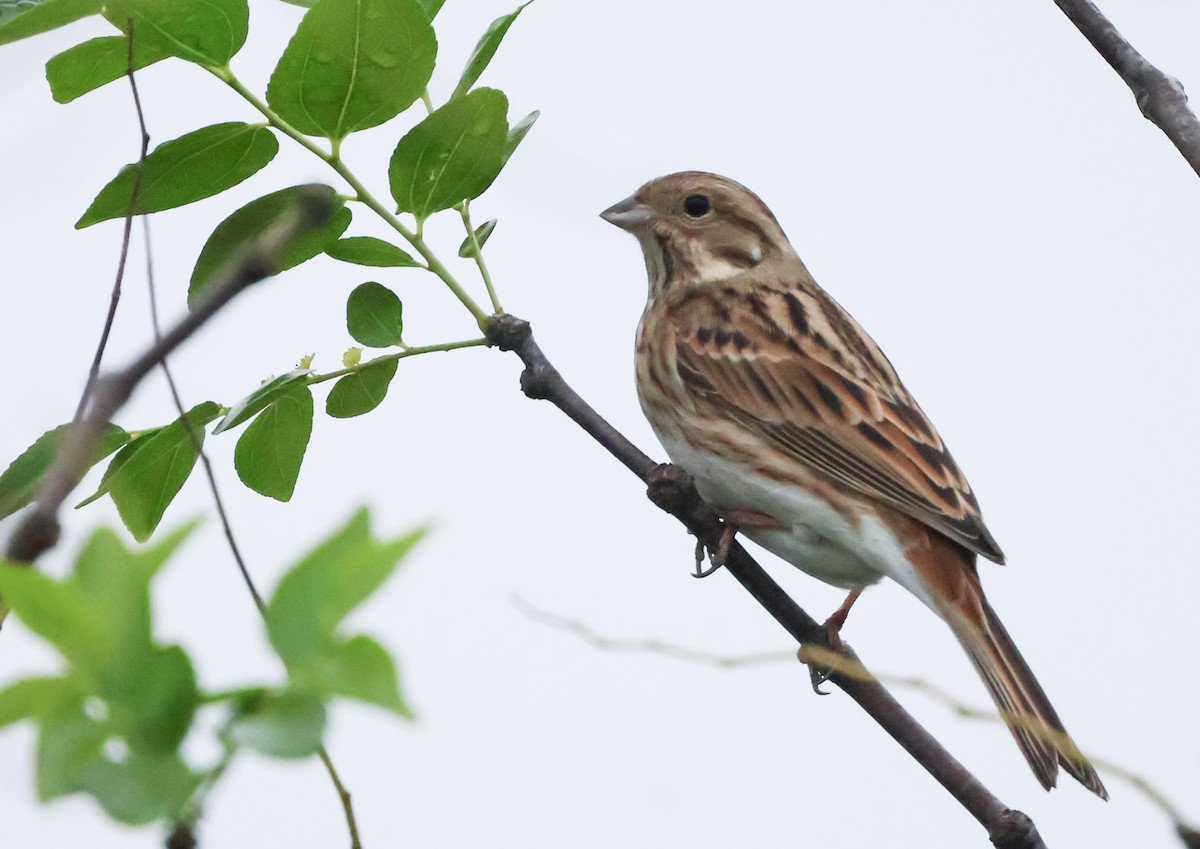 Pine Bunting - ML646789419