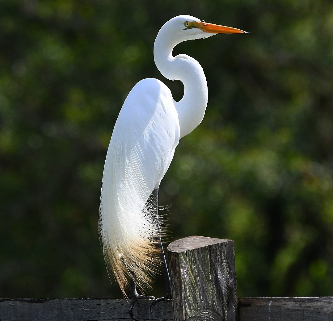 大白鷺 - ML646789425