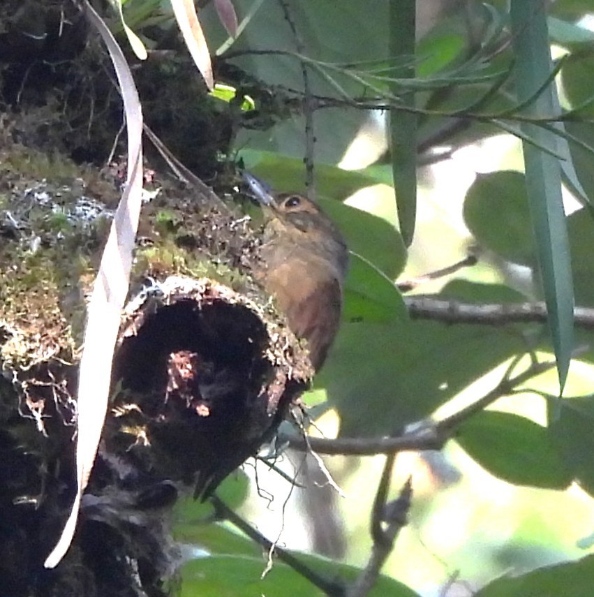 Scaly-throated Foliage-gleaner - ML646789429