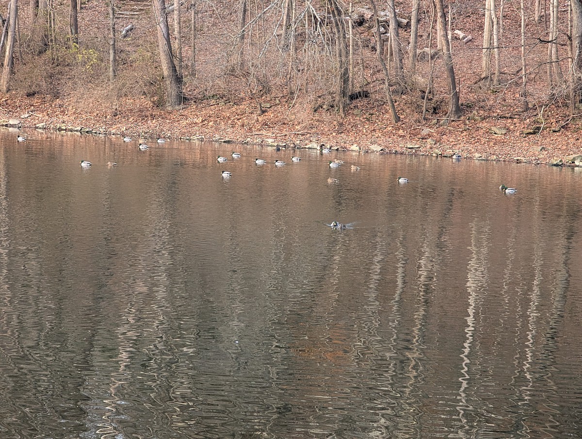 マガモ - ML646789434