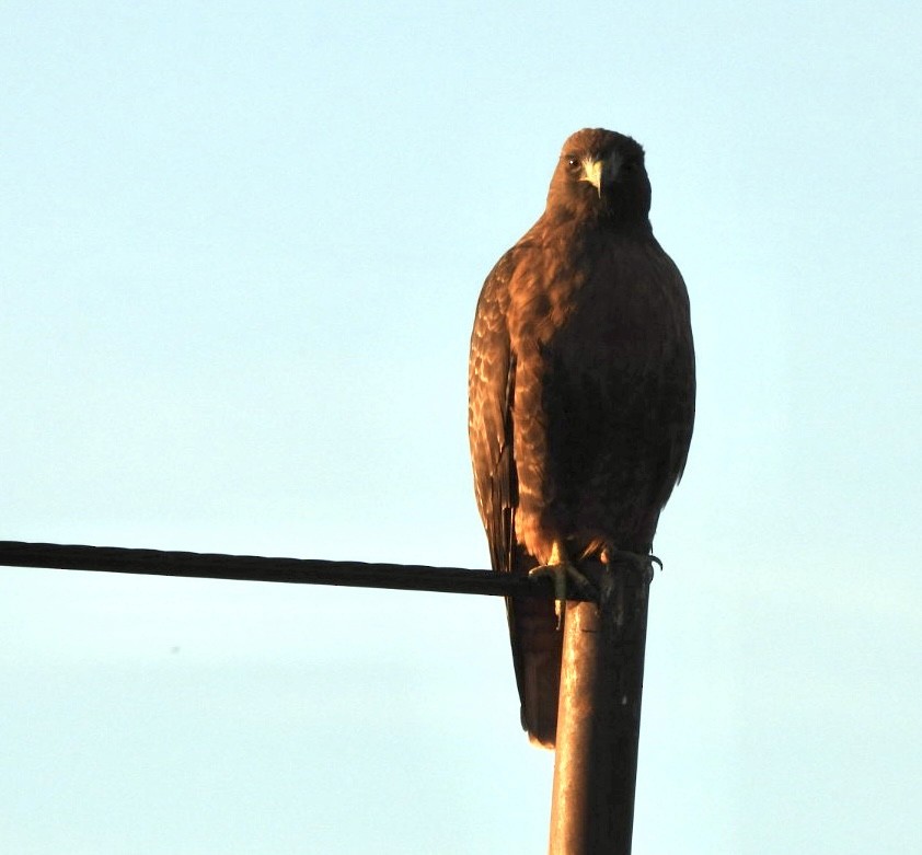 Red-tailed Hawk - ML646789435