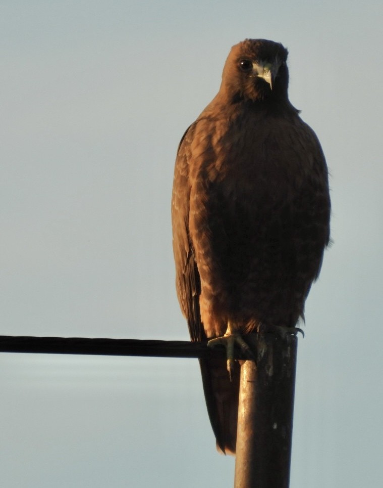 Red-tailed Hawk - ML646789436