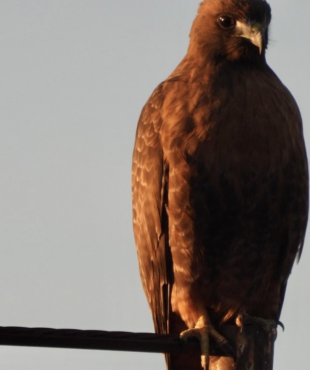 Red-tailed Hawk - ML646789437