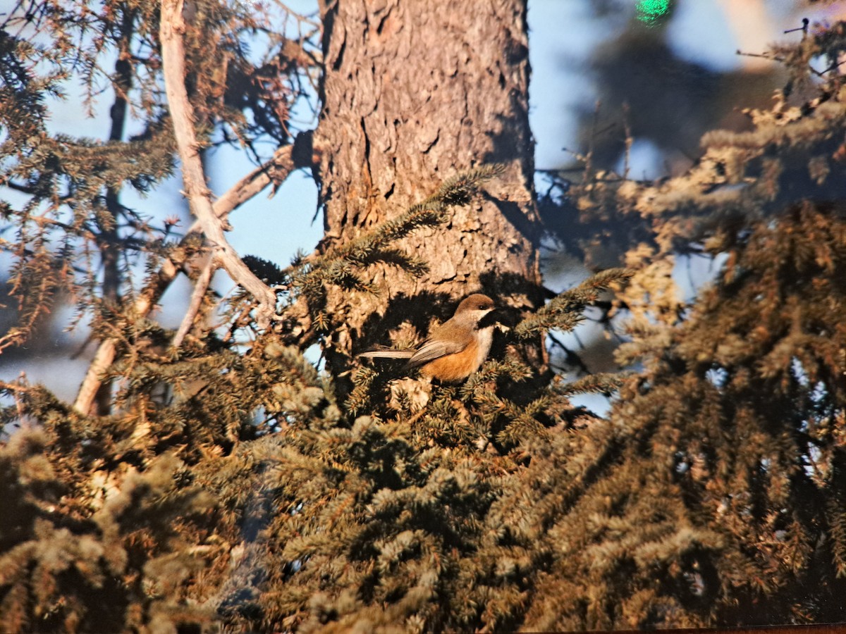 Boreal Chickadee - ML646789438