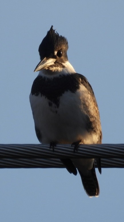 Belted Kingfisher - ML646789440
