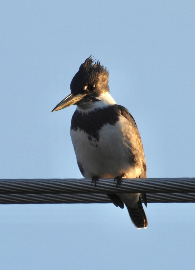 Belted Kingfisher - ML646789441