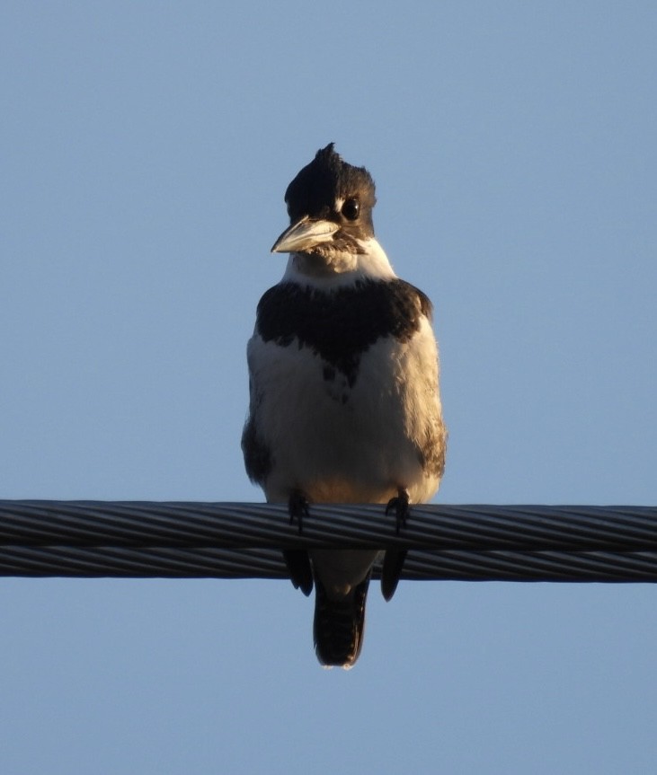 Belted Kingfisher - ML646789442