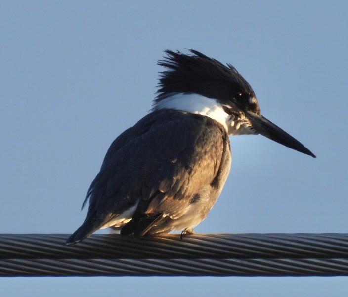 Belted Kingfisher - ML646789443
