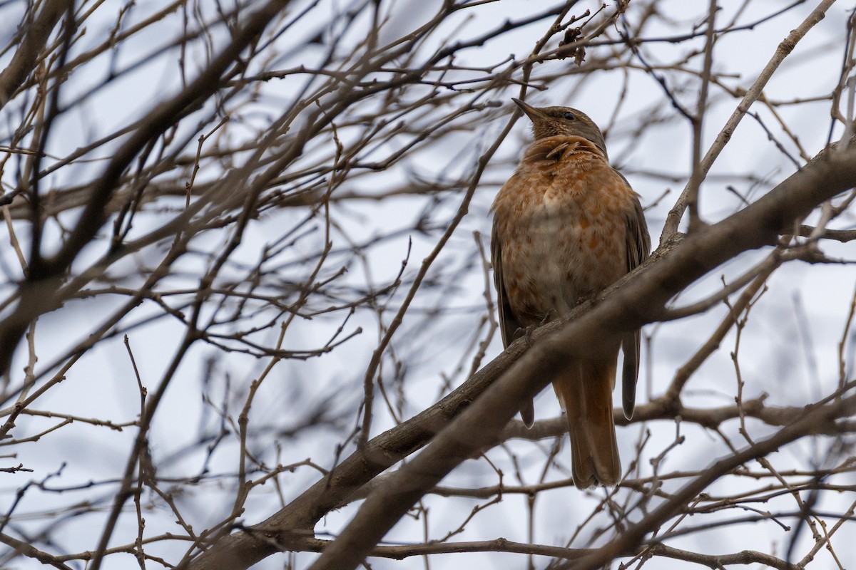 Naumann's Thrush - ML646789445
