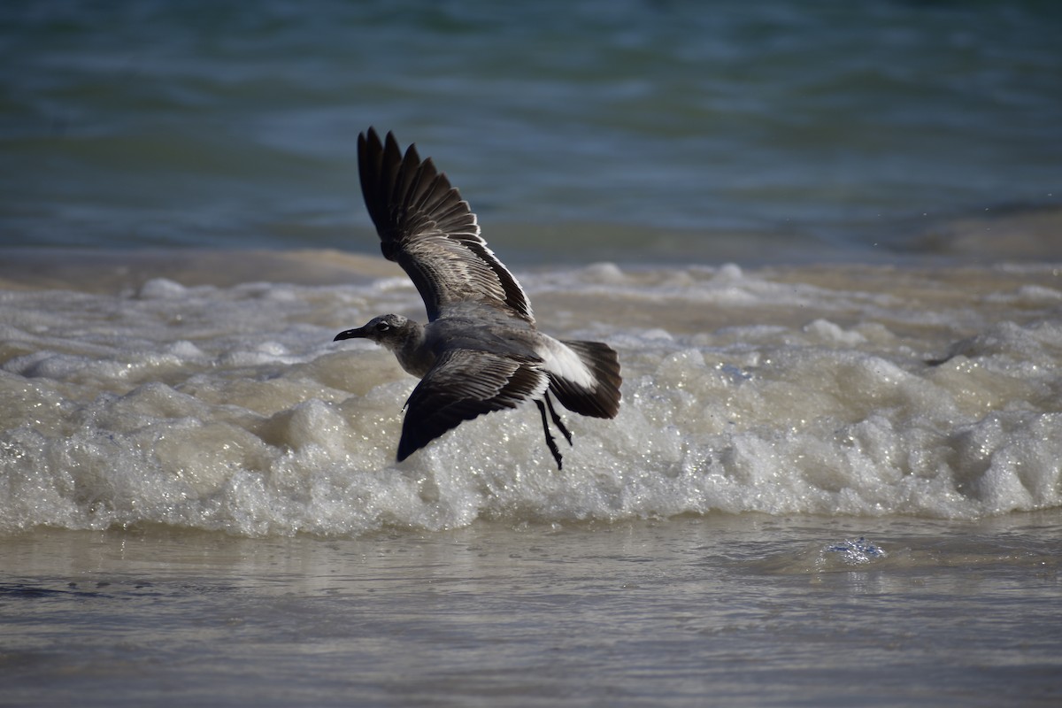 Laughing Gull - ML646789454