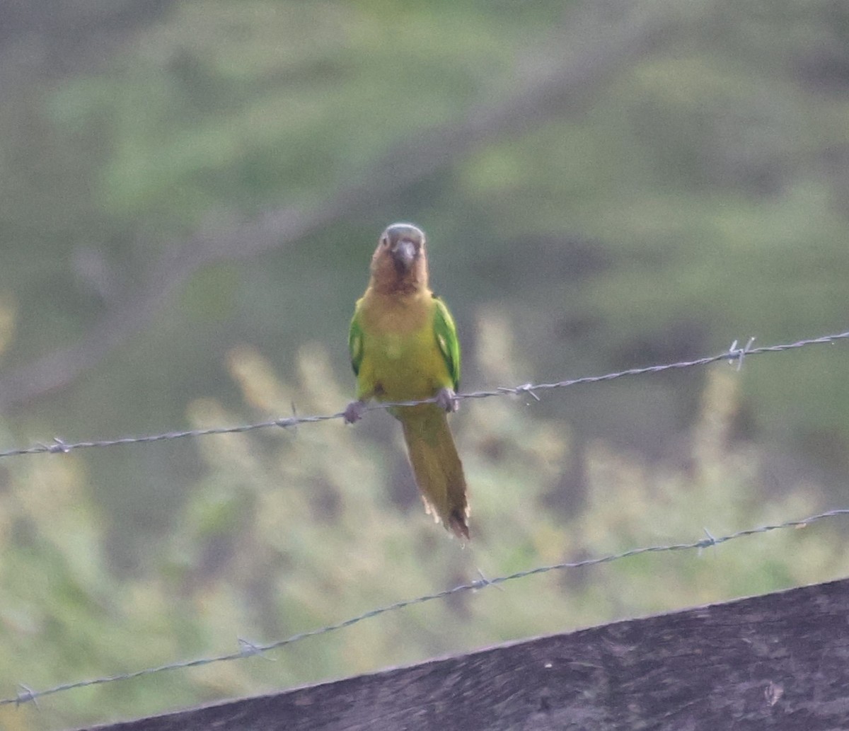Brown-throated Parakeet - ML646789456