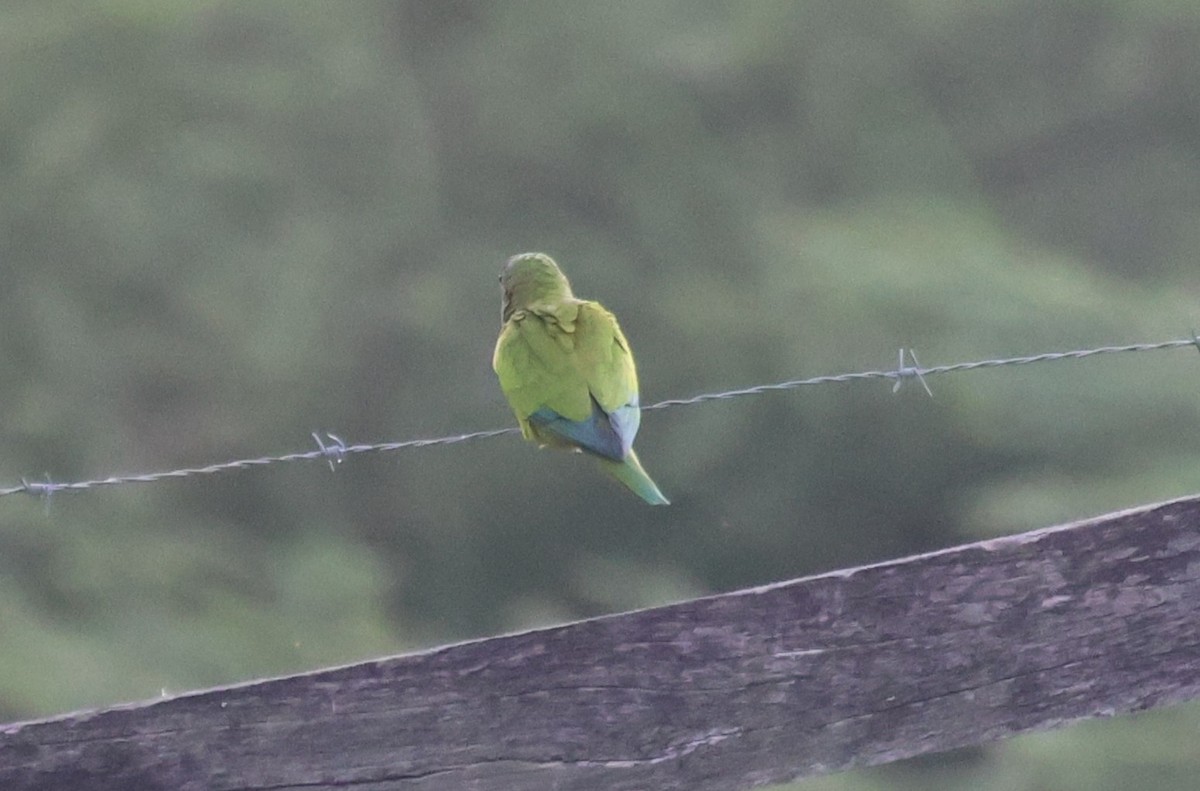 Brown-throated Parakeet - ML646789457