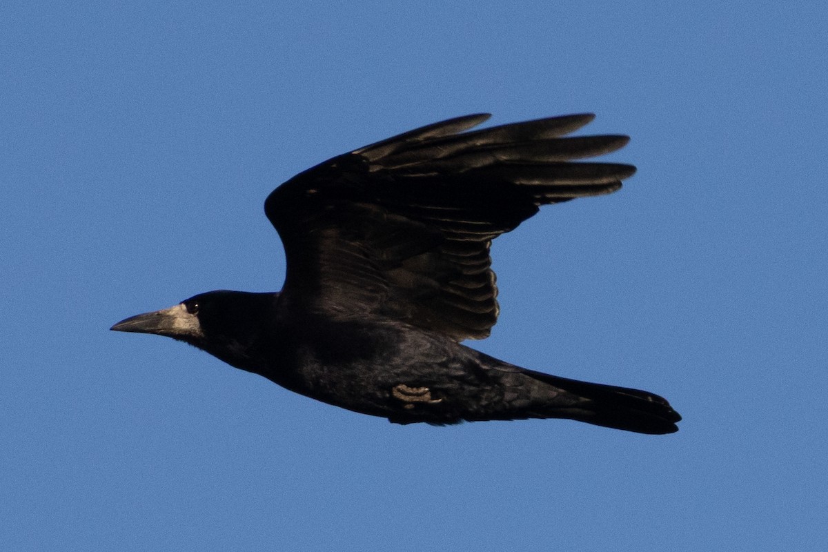 Ekin Kargası - ML646789463