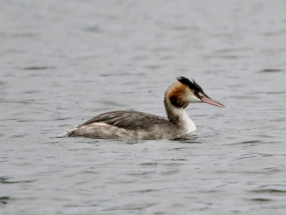 Great Crested Grebe - ML646789464