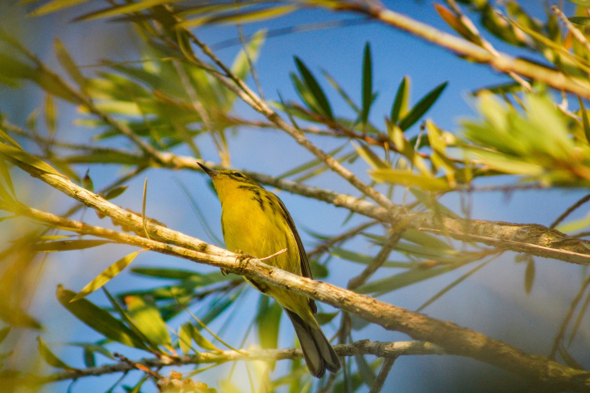 Prairie Warbler - ML646789466