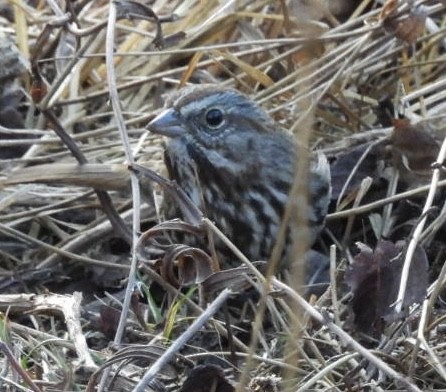 Song Sparrow - ML646789469