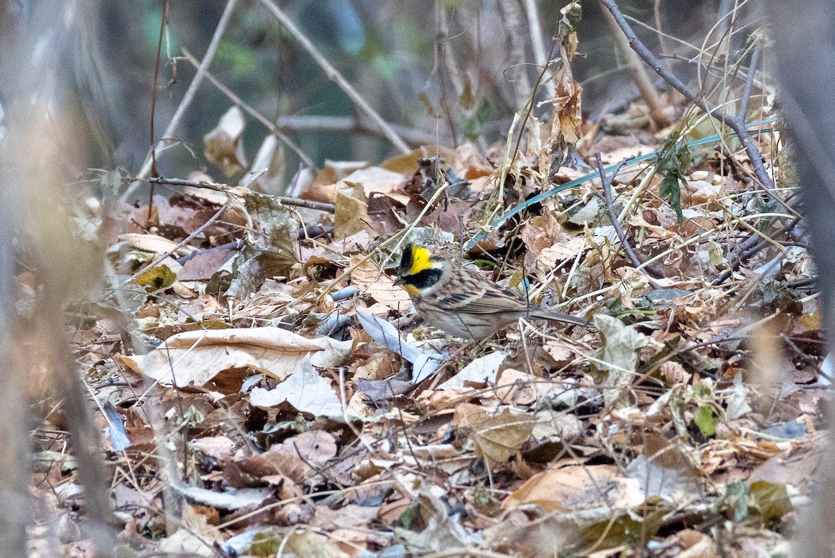 Yellow-throated Bunting - ML646789470