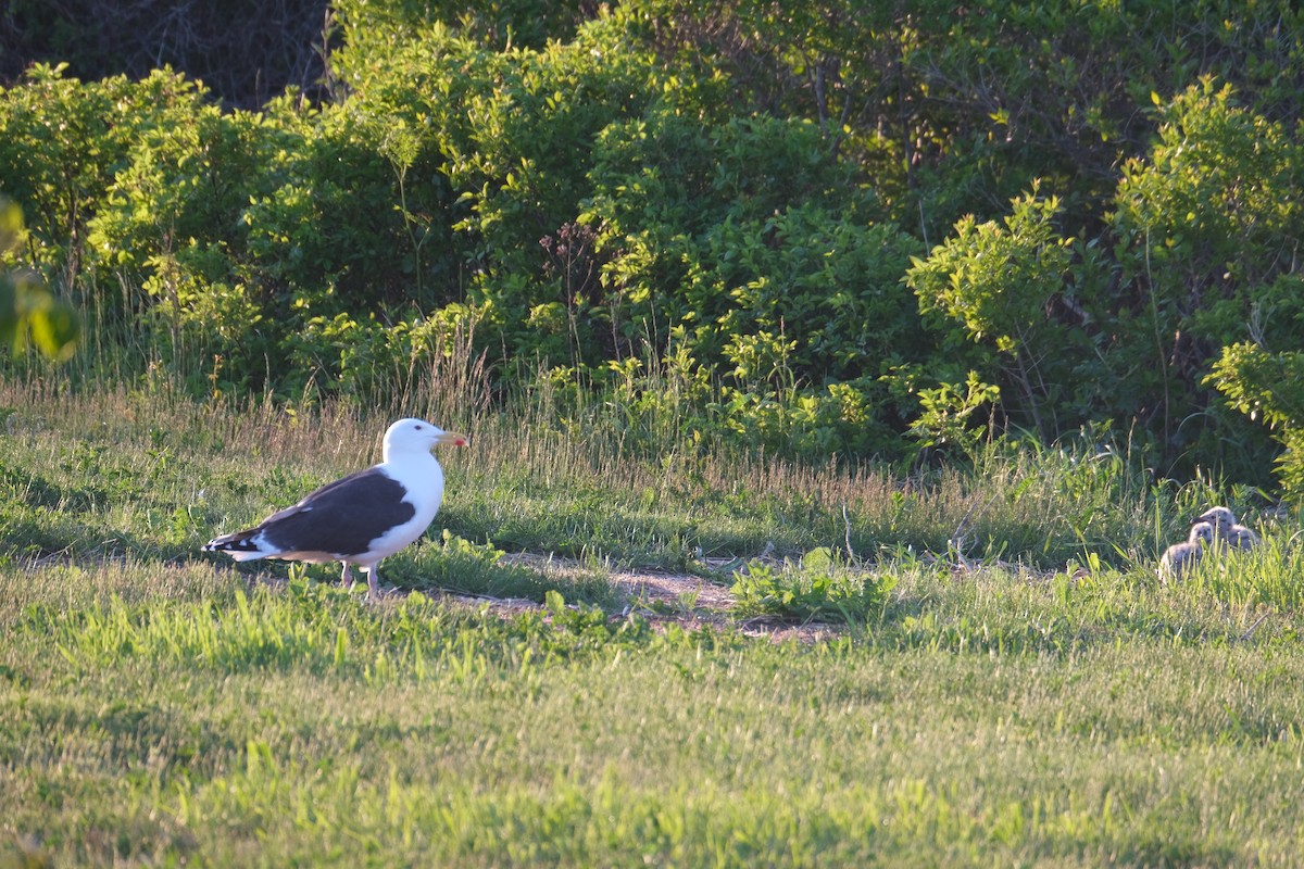 Great Black-backed Gull - ML646789473