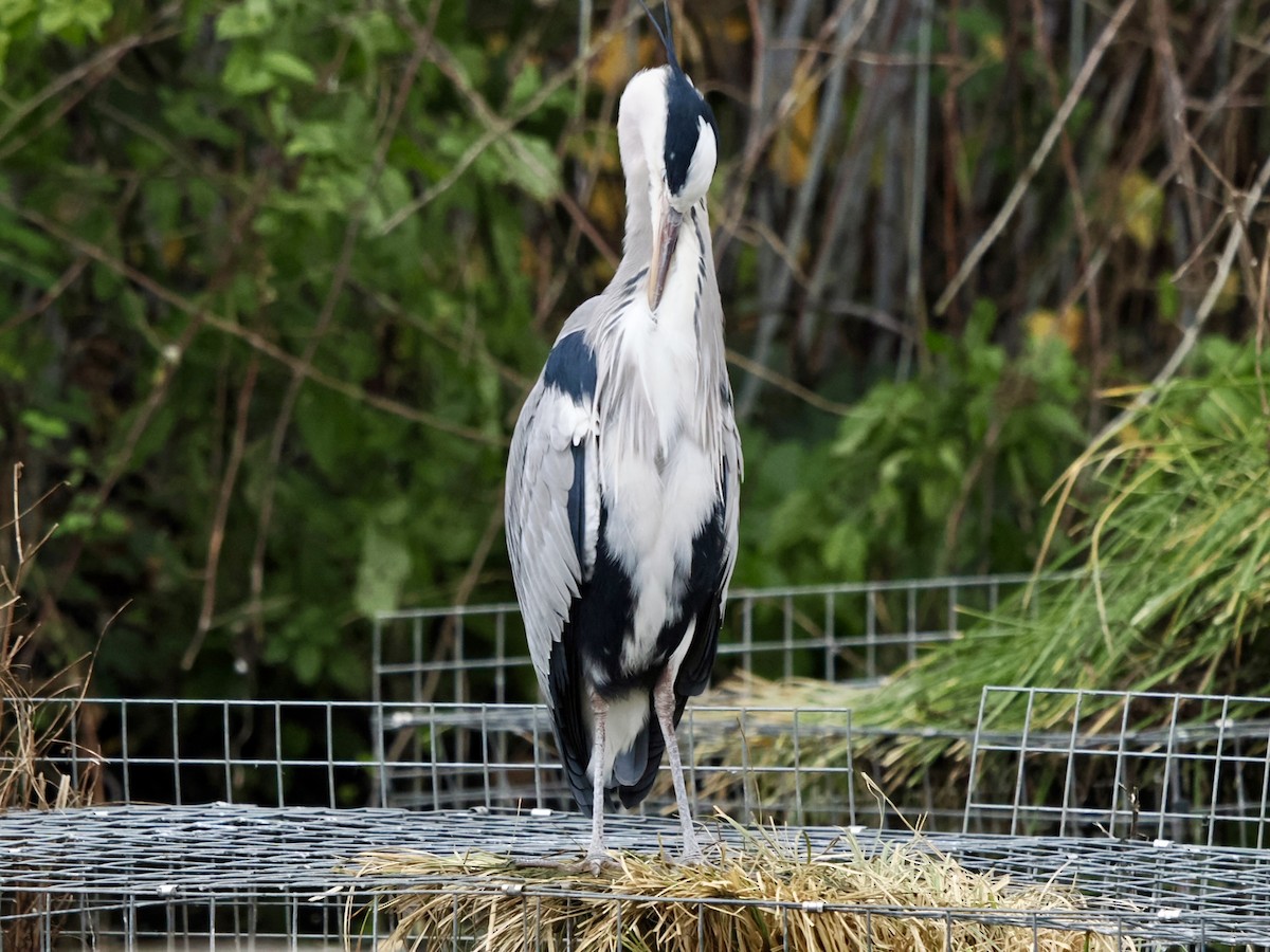 Gray Heron - ML646789475