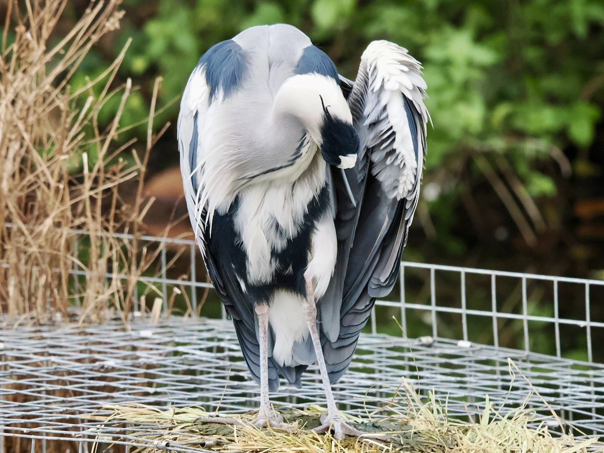 Gray Heron - ML646789476