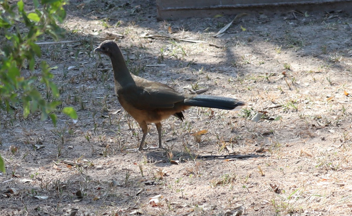 Plain Chachalaca - ML646789478
