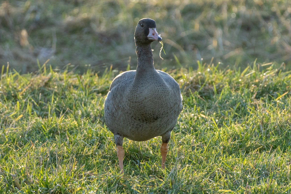 Greater White-fronted Goose - ML646789479