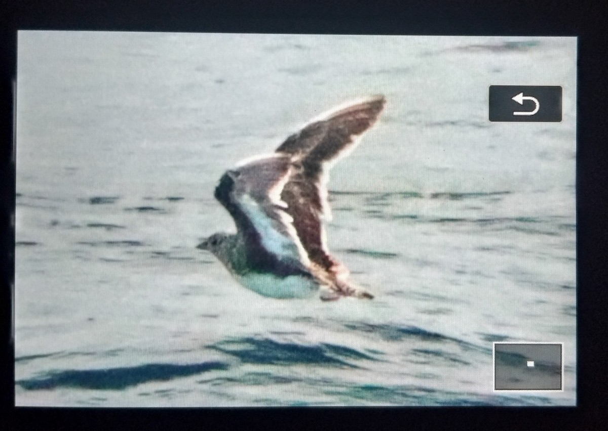 Least Seedsnipe - ML646789480