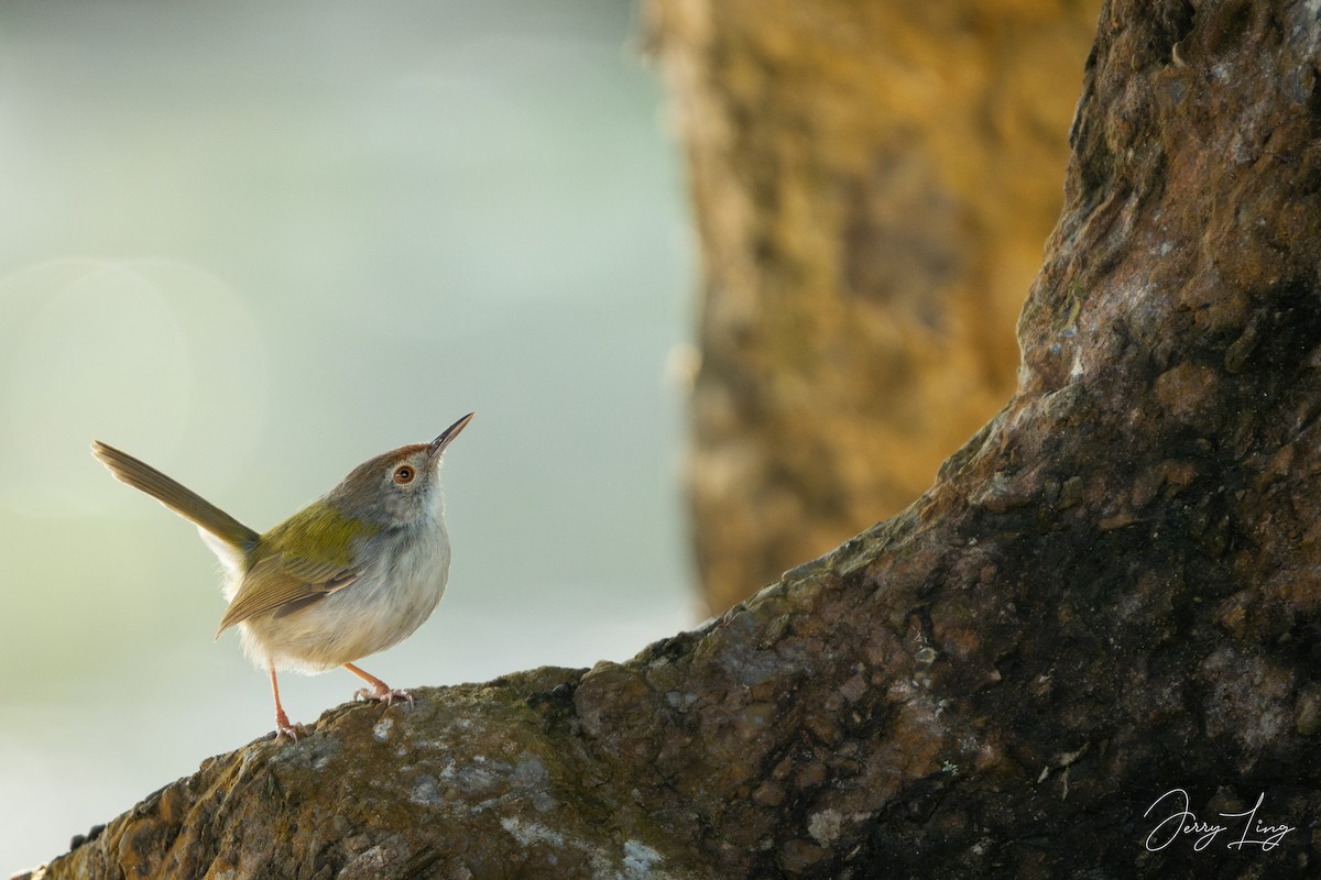 Common Tailorbird - ML646789482