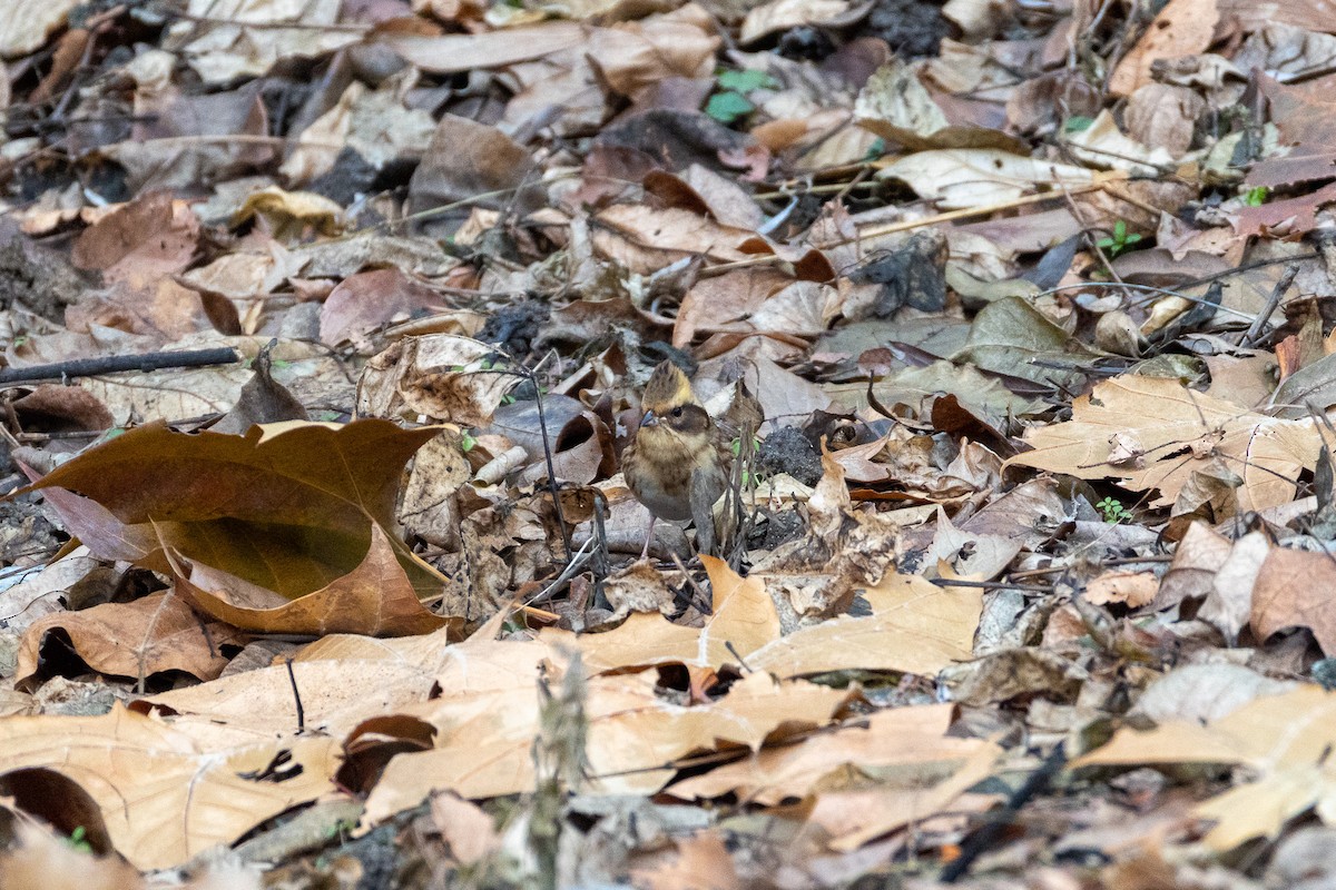 Yellow-throated Bunting - ML646789485