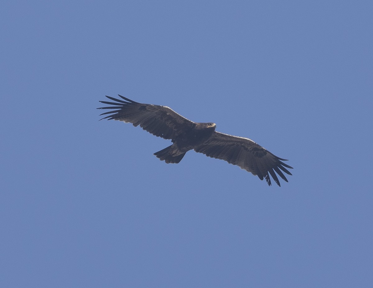 Indian Spotted Eagle - ML646789486