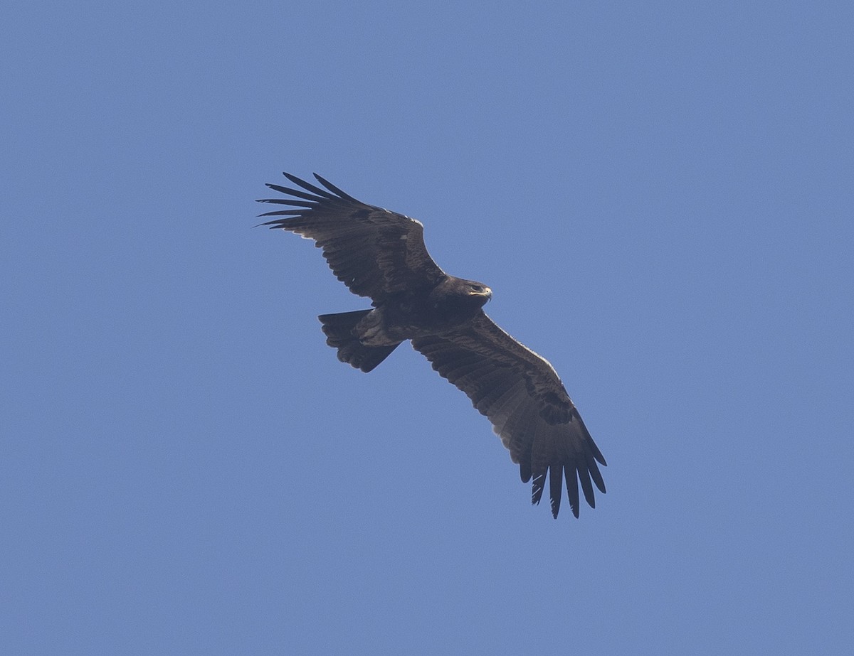 Indian Spotted Eagle - ML646789487