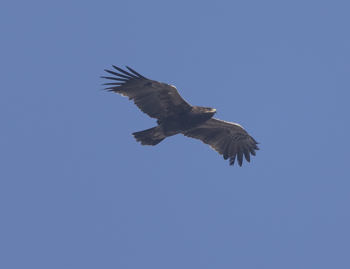 Indian Spotted Eagle - ML646789488