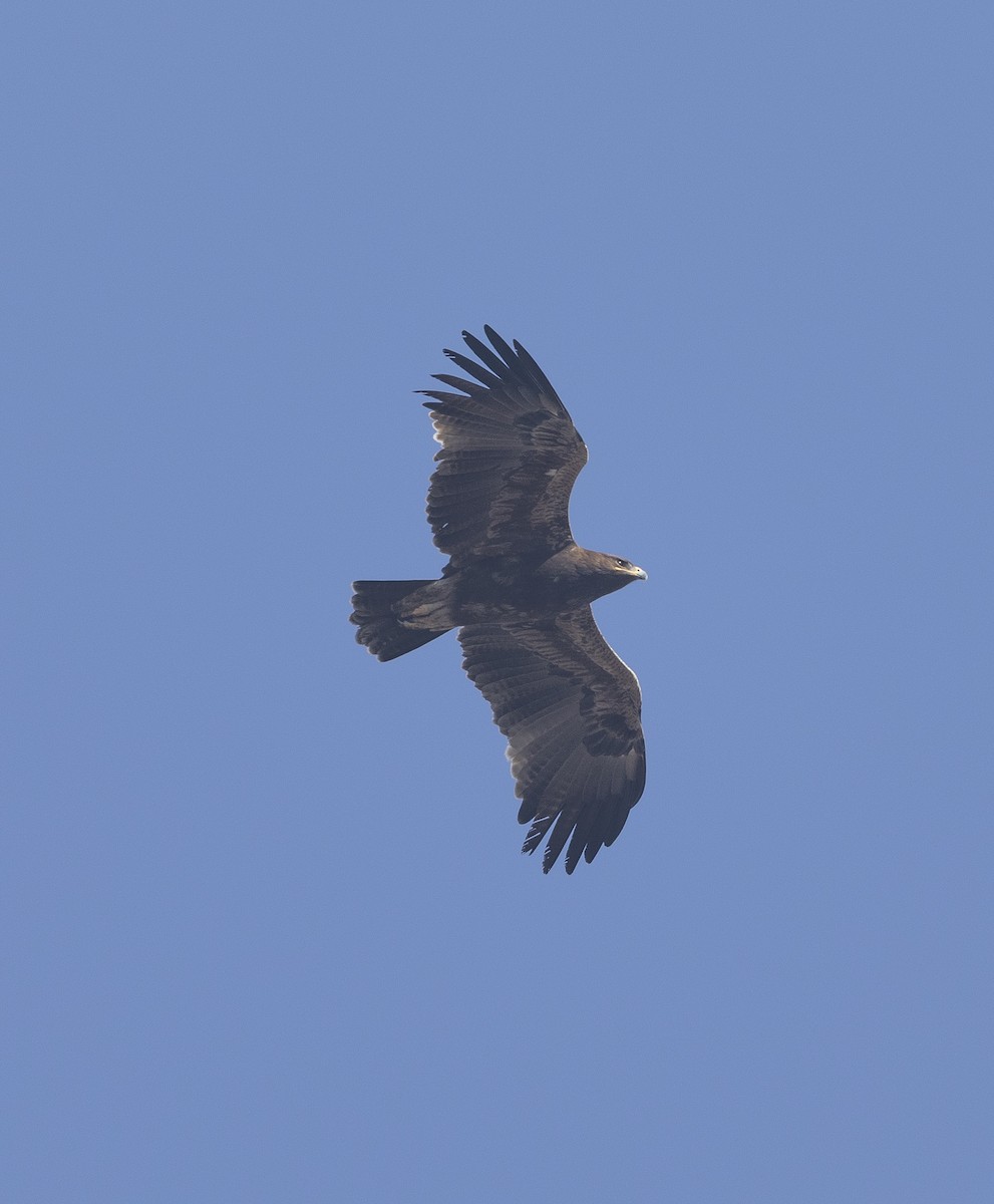 Indian Spotted Eagle - ML646789489