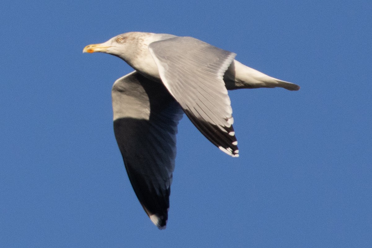 European Herring Gull - ML646789490