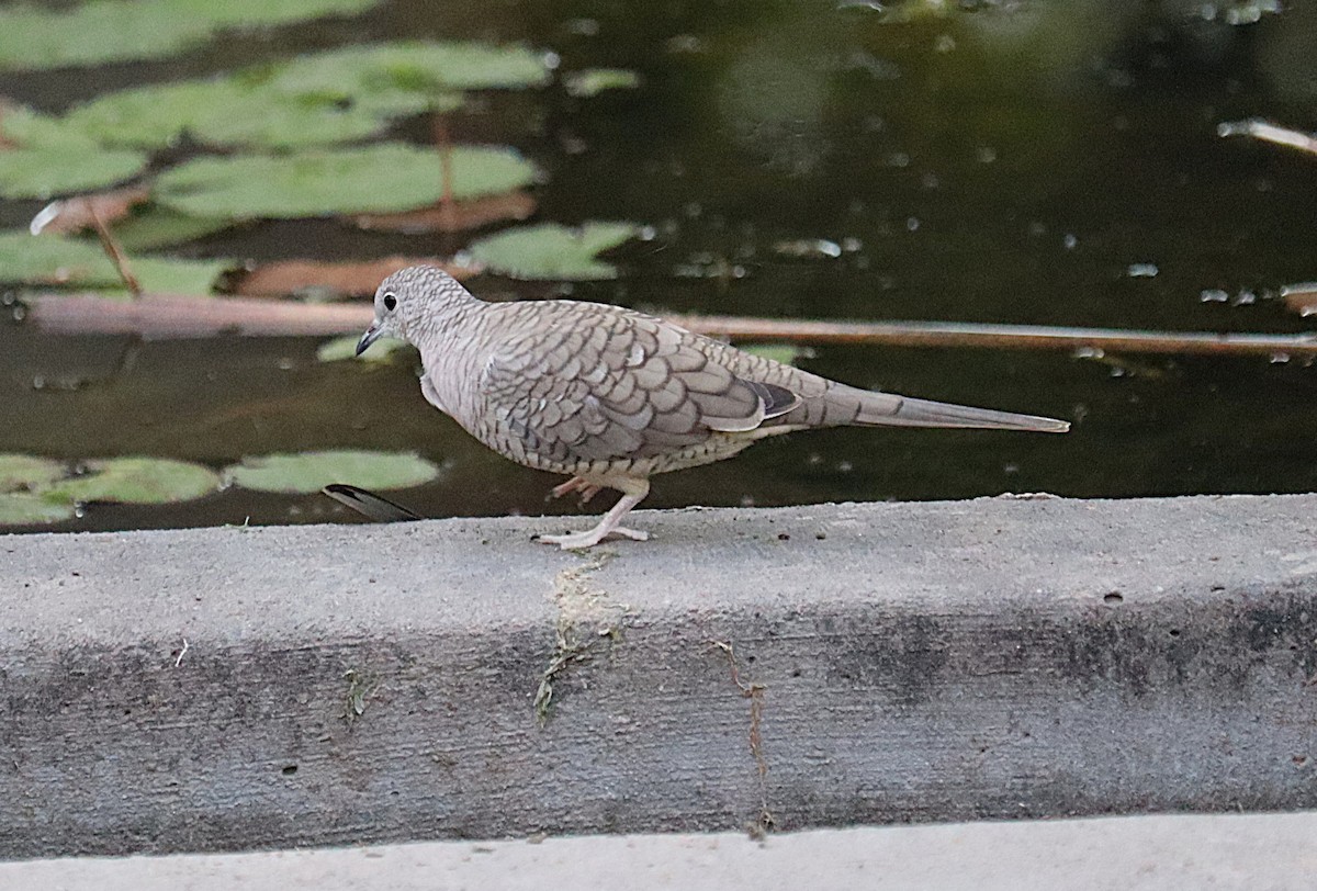 Inca Dove - ML646789491