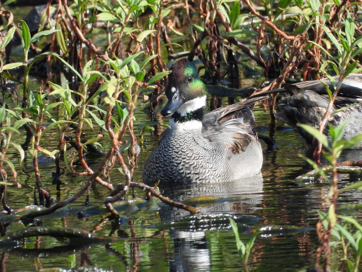 Büyük Çamurcun - ML646789494