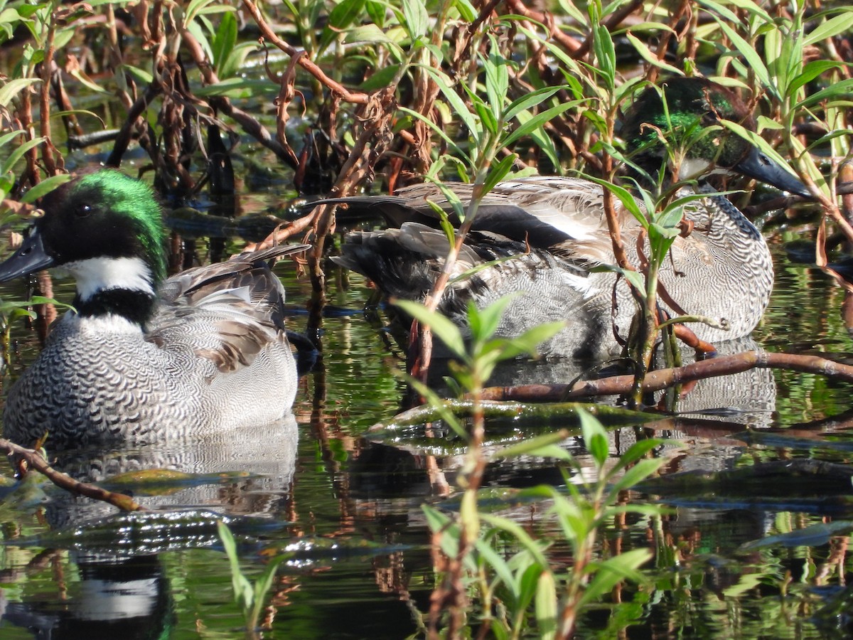 Büyük Çamurcun - ML646789495