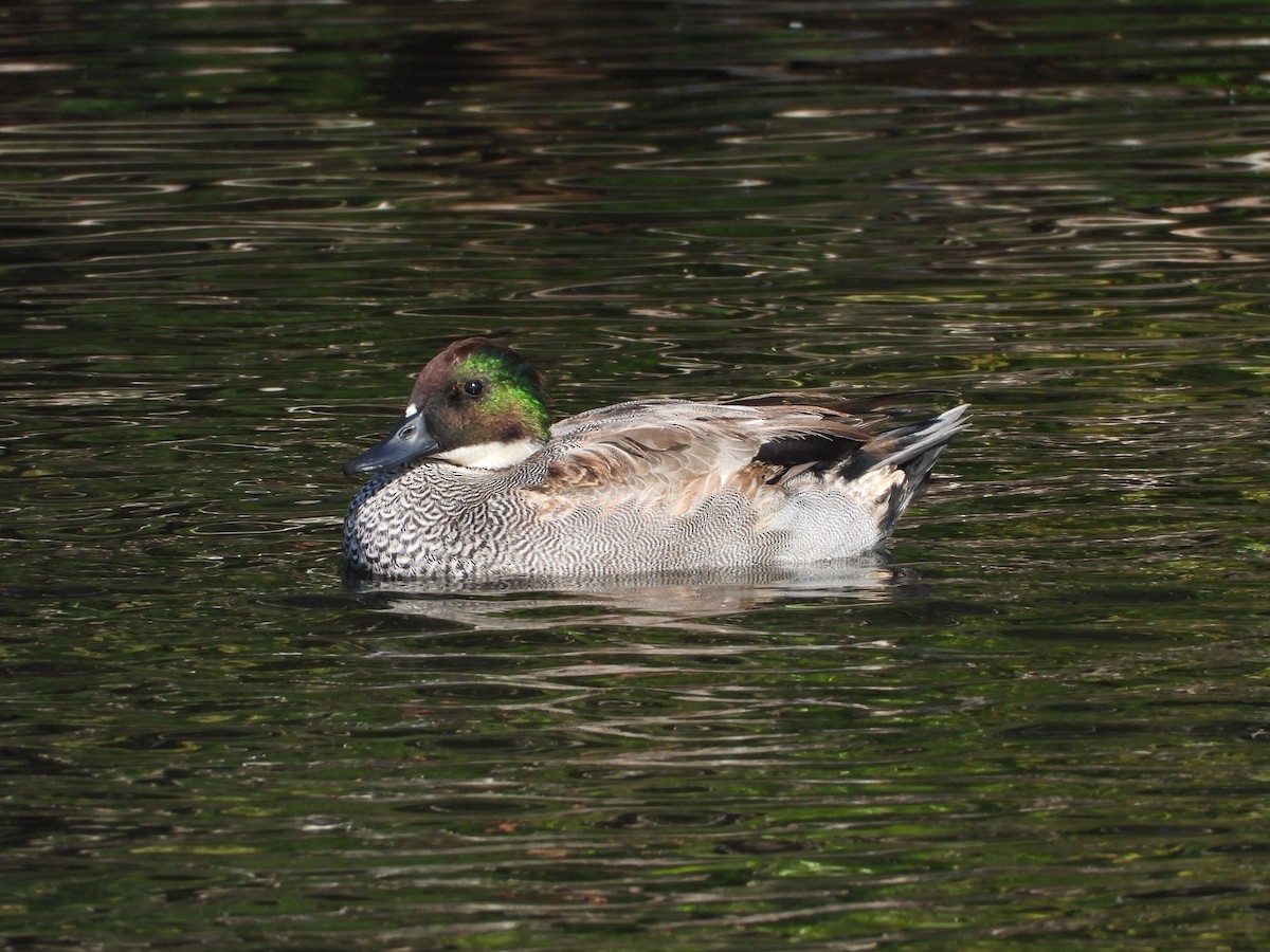 Büyük Çamurcun - ML646789496