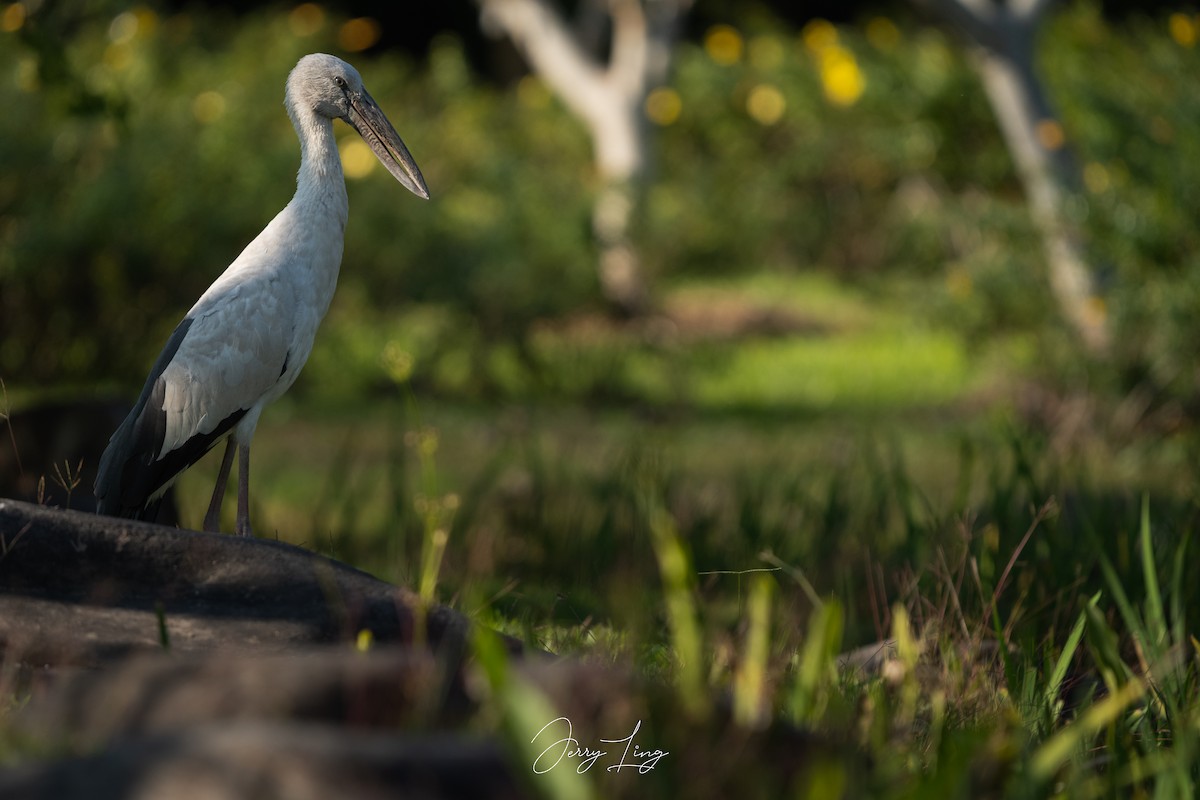 Asian Openbill - ML646789497