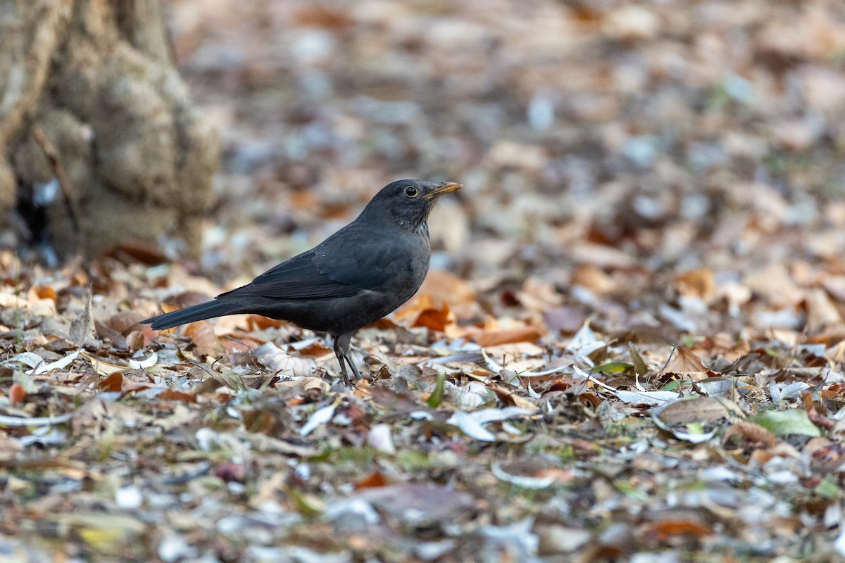 Chinese Blackbird - ML646789498
