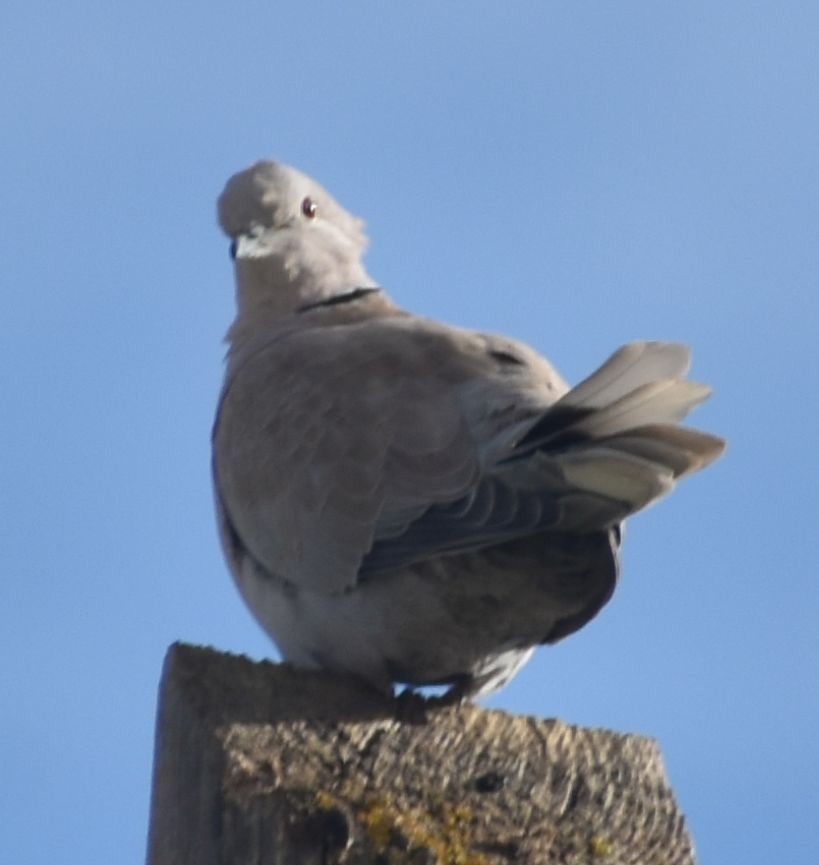 Буулгат хүүрзгэнэ - ML646789499