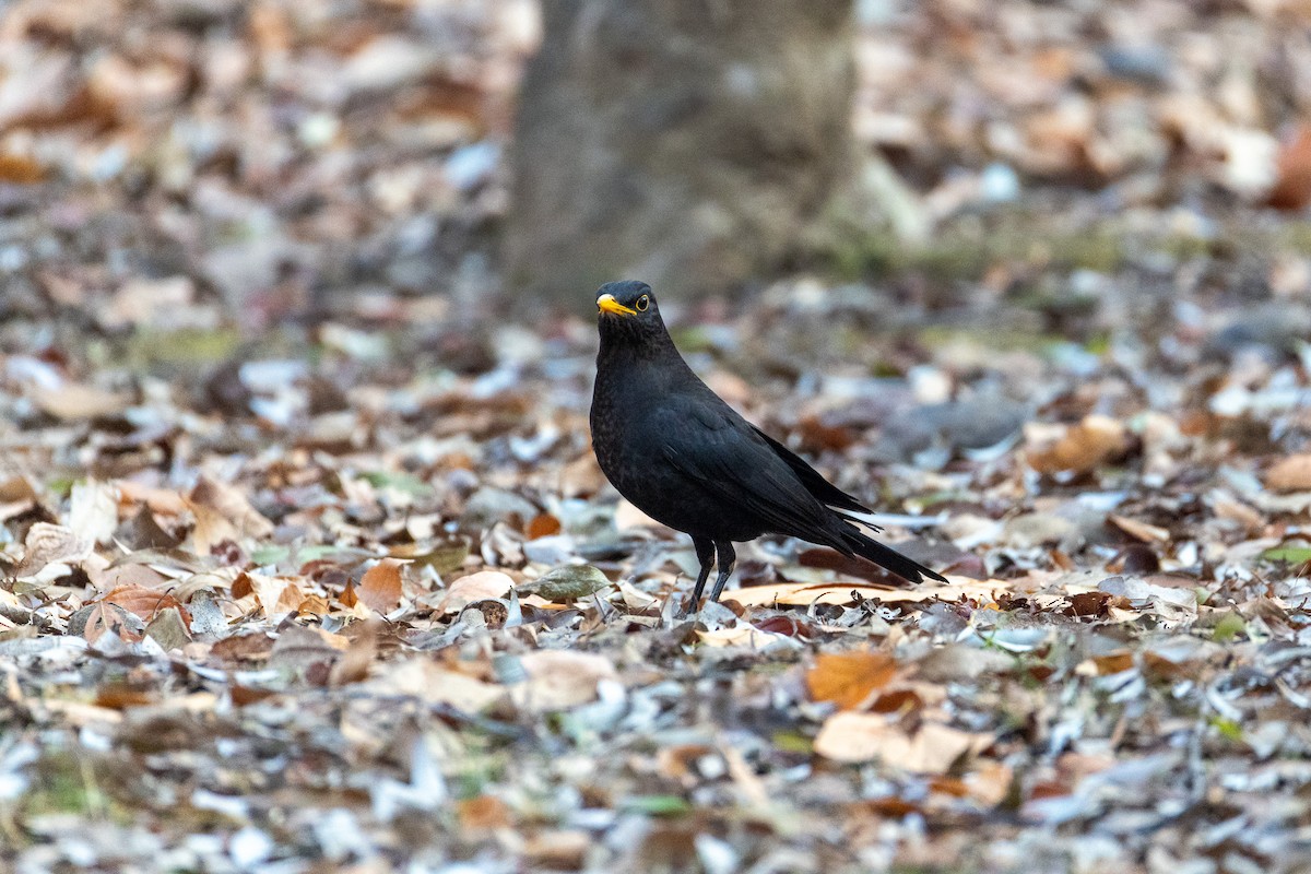 Chinese Blackbird - ML646789501
