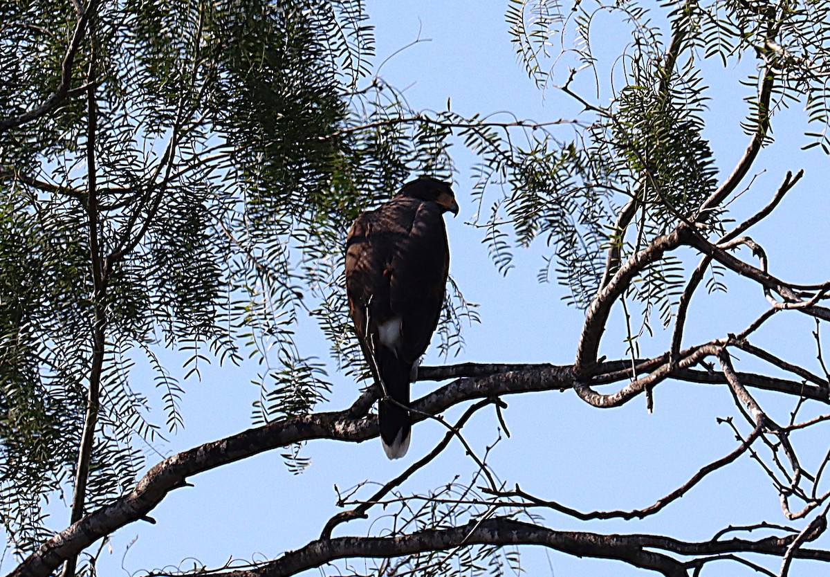 Harris's Hawk - ML646789503