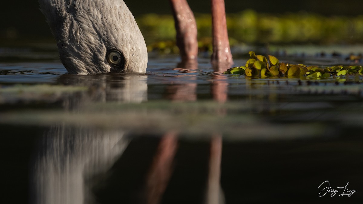 Asian Openbill - ML646789507